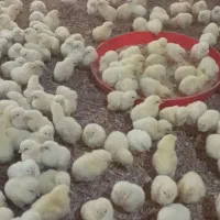 کارگر مرغداری