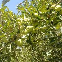 سیب‌‌|خوردنی و آشامیدنی|بجنورد, |دیوار