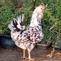 مرغ و خروس ( گلین )