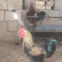 خر وس