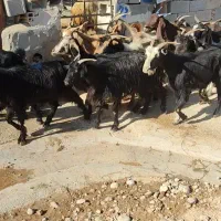 بز ارزوون|حیوانات مزرعه|بهبهان, |دیوار