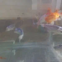 ماهی اکواریومی کوی فروش تک به قیمت عمده