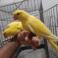 ۲عدد جوجه ملنگو زرد  لوتینو سرلاکی نرمخور