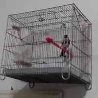 دو عدد سهره نر عطیقه