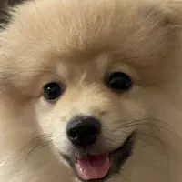 سگ پامر اشپیتز