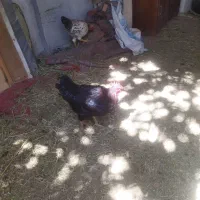 خروس سیاه جوان