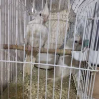 جوجه عروس آلبینو