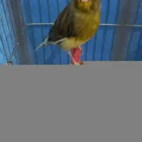 قناری جفت باجوجه