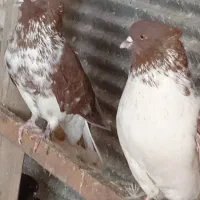 کبوتر گرگی سروکله دار نسل قدیم