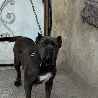 سگ کن کورسو اصیل ماده ۱۰ ماهه گارد کنکورسو کن کرسو|سگ|چهاردانگه (تهران), |دیوار