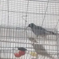 مینا|پرنده|کرمان, |دیوار