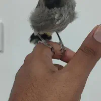فنج مصری