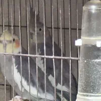 عروس هلندی فروش فوری به پولش نیاز دارم