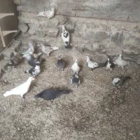 کبوتر پرشی زد و خردی|پرنده|زبرخان, |دیوار