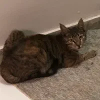 واگذاری ۱ بچه گربه و یک گربه
