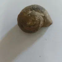 فسیل حلزون