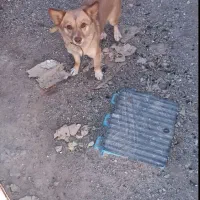 سگ پاکوتاه باهوش