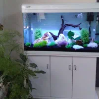 آکواریم|ماهی|اطاقور, |دیوار