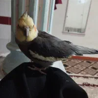 عروس هلندی سخنگو و آواز خوان|پرنده|نورآباد, |دیوار