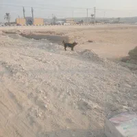 نجات ژرمن|سگ|قشم, |دیوار