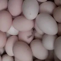 تخم مرغ