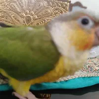 جوجه دوماهه گیرینچیک