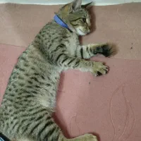 واگذاری بچه گربه، نر