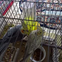 جفت عروس|پرنده|قوچان, |دیوار