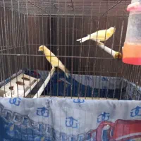 یک جفت قناری