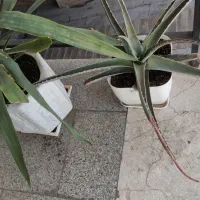 گیاه آلوئه ورا خوراکی