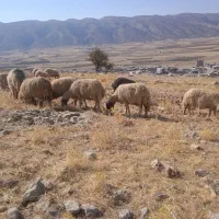 گوسفند وبره|حیوانات مزرعه|ایوان, |دیوار