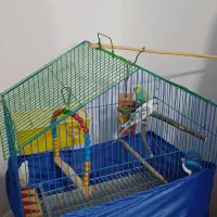 جفت مرغ عشق سالم|پرنده|سنندج, |دیوار