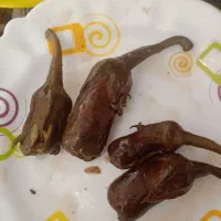 بادجان شکم پر