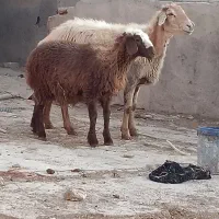 میش دوقلو زا ، میش بره دار ،میش ابستن بز|حیوانات مزرعه|مشهد, امیریه|دیوار