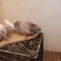 کفتر|پرنده|بهارستان, |دیوار