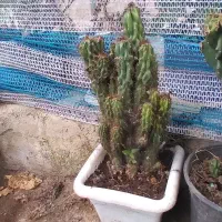 گل کاکتوس صخره ایی سالم|گل و گیاه طبیعی|گوراب زرمیخ, |دیوار
