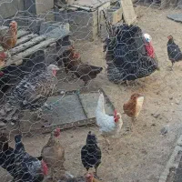 دوعدد بوقلمون سنگین وسرحال