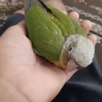 فروش گرینچیک دستی سرلاکی رو به نرم خوری