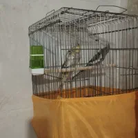 عروس هلندی در همه رنگ|پرنده|ماهدشت, |دیوار