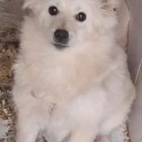 پامر|سگ|جیرفت, |دیوار