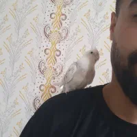 عروس هلندی|پرنده|شیراز, شریفآباد|دیوار