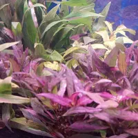 گیاه طبیعی اکواریوم|ماهی|اردبیل, |دیوار