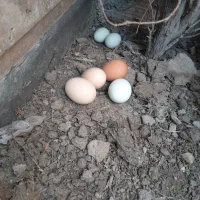 مرغ و خروس یک ساله استرالیایی