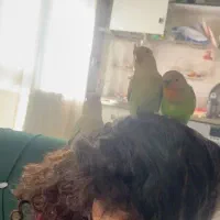 طوطی برزیلی|پرنده|چهارباغ, |دیوار