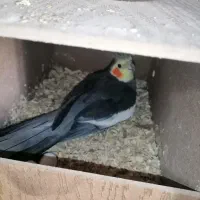 سرلاکی لوتینو و عروس مولد 1.700|پرنده|قیدار, |دیوار