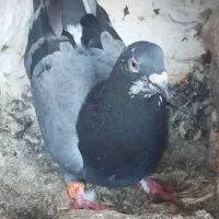 نر پلاکی|پرنده|فاضل آباد, |دیوار