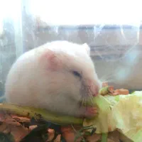 همستر|موش و خرگوش|قزوین, |دیوار