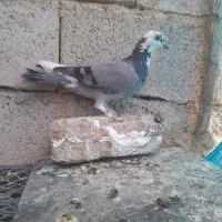 یک جفت نر به شرط پرش معاوضه با جوجه سبز وزاغ|پرنده|نیشابور, بار|دیوار