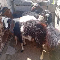 بز ماده یکساله