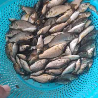 غزل الاو.بچه ماهی‌کپوروسیباس